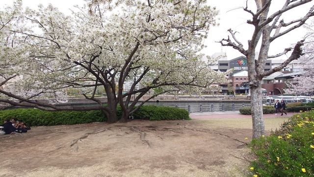 20250406_123146.JPG